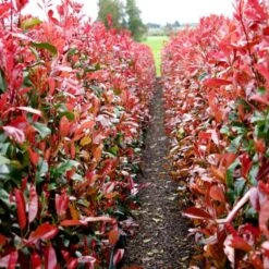 Photinia 'Red Robin' 18 Photinia 'Red Robin' -Soft Fruit Paradise redrobin2