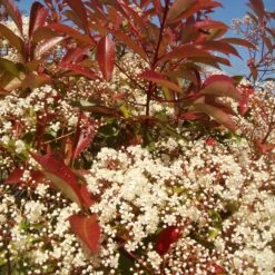 Photinia 'Red Robin' 17 Photinia 'Red Robin' -Soft Fruit Paradise redrobin3