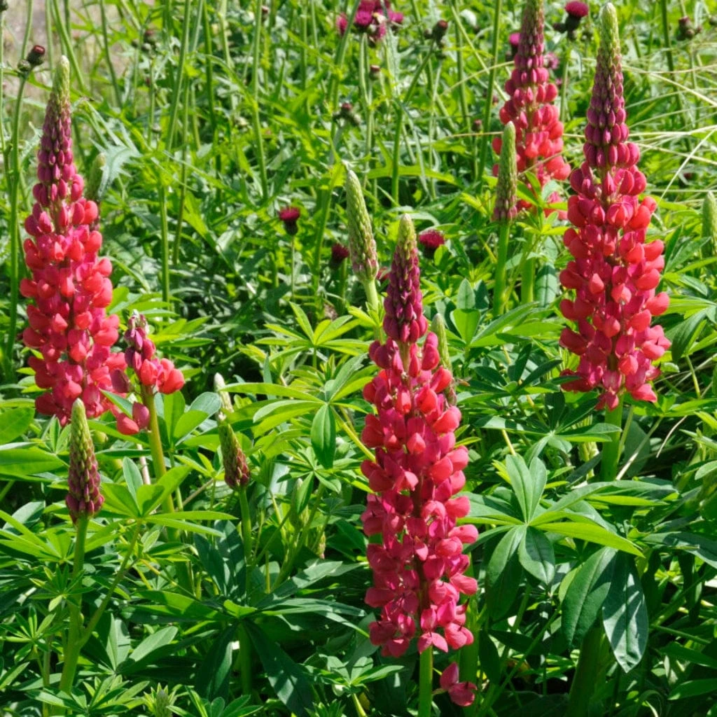 Lupin West Country Red Rum 4 Lupin West Country Red Rum - Image 2