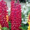 Lupin West Country Red Rum 1 Lupin West Country Red Rum -Soft Fruit Paradise redrum 2 1
