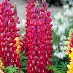 Lupin West Country Red Rum