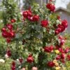 'Florentina' Climbing Rose 1 'Florentina' Climbing Rose -Soft Fruit Paradise rera05260 florentina