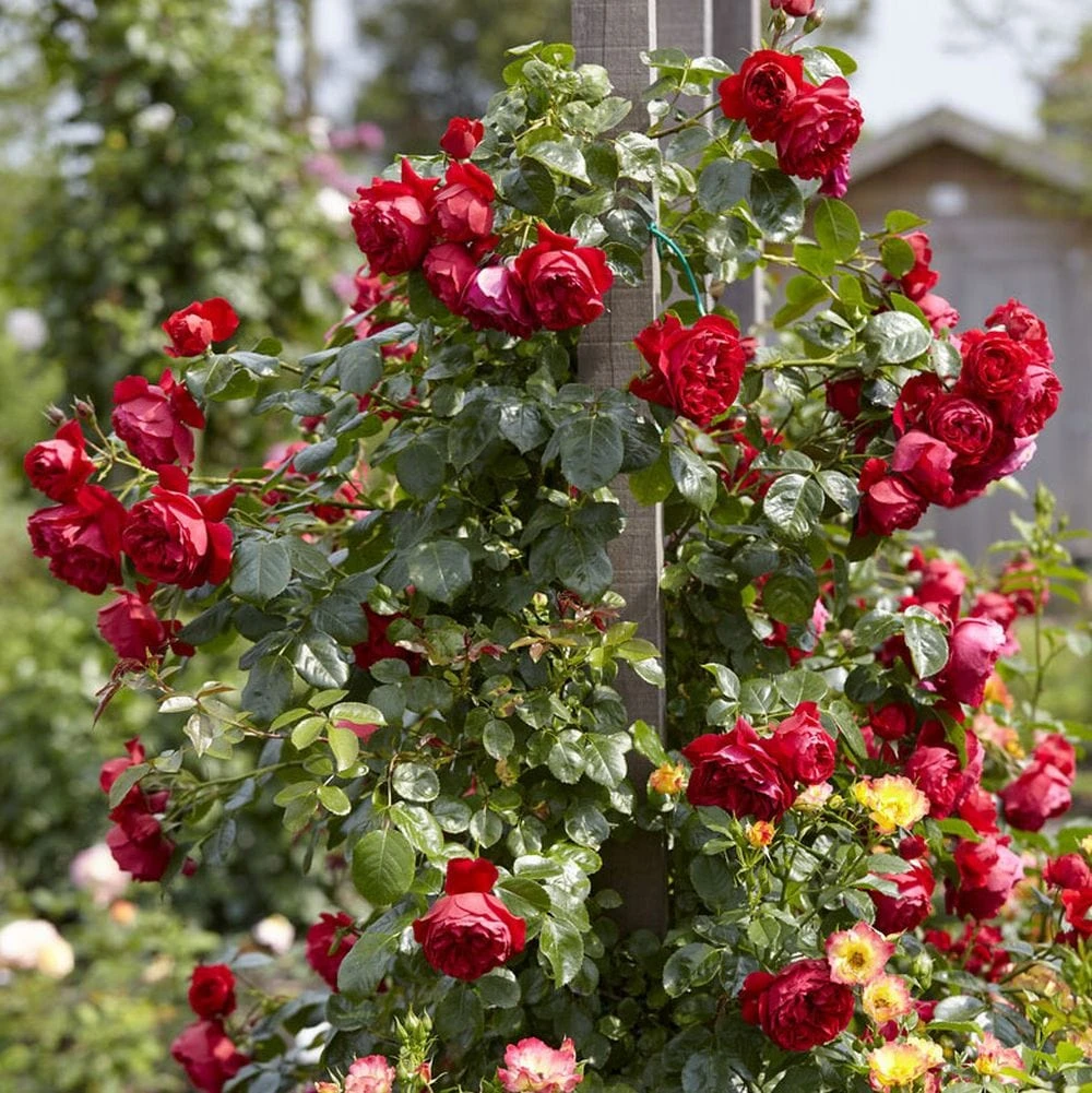 'Florentina' Climbing Rose 3 'Florentina' Climbing Rose