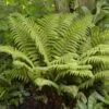 Tassel Fern | Polystichum Polyblepharum 1 Tassel Fern | Polystichum Polyblepharum -Soft Fruit Paradise rera05924v2