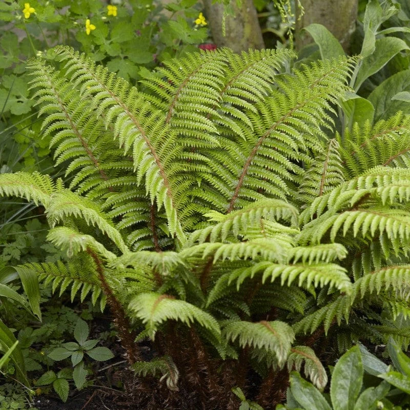 Tassel Fern | Polystichum Polyblepharum 3 Tassel Fern | Polystichum Polyblepharum