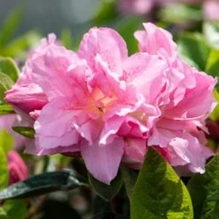 Best Flowering Shrubs 11 Best Flowering Shrubs -Soft Fruit Paradise rhodo2
