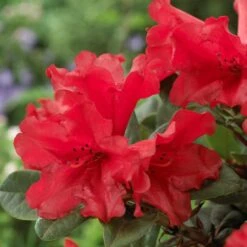Best Shrubs For Shade 13 Best Shrubs For Shade -Soft Fruit Paradise rhodo de806ad1 c6ba 4cd2 9c93 a143f6486098