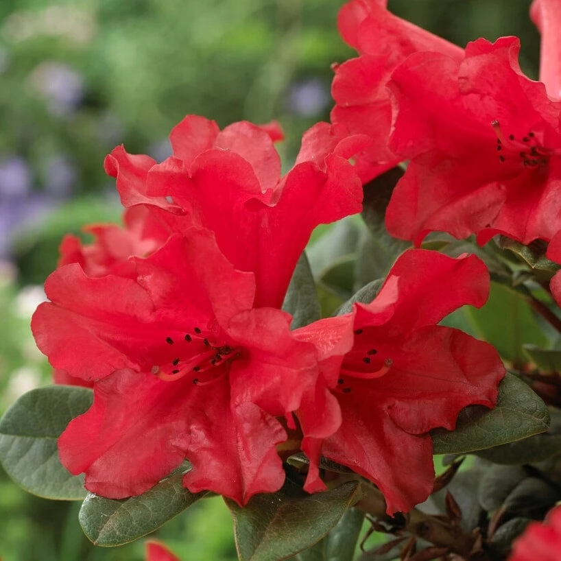Best Shrubs For Shade 8 Best Shrubs For Shade - Image 6
