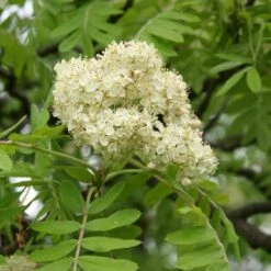 Multi-Stem Mountain Ash Rowan Tree | Sorbus Aucuparia 9 Multi-Stem Mountain Ash Rowan Tree | Sorbus Aucuparia -Soft Fruit Paradise rowanmultistem 3