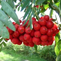 Multi-Stem Mountain Ash Rowan Tree | Sorbus Aucuparia 11 Multi-Stem Mountain Ash Rowan Tree | Sorbus Aucuparia -Soft Fruit Paradise rowanmultistem 5