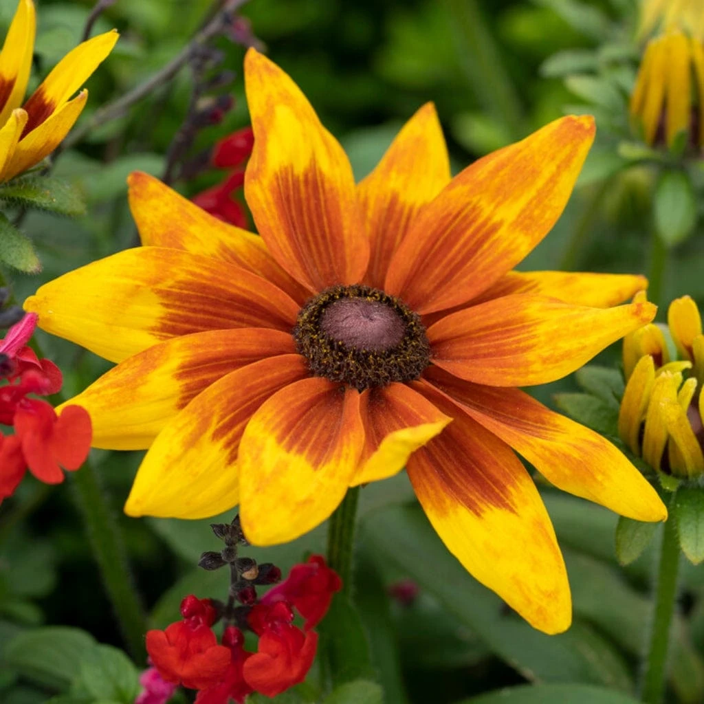 Rudbeckia 'Sunbeckia Mia' 3 Rudbeckia 'Sunbeckia Mia'