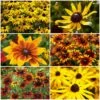 Ultimate Rudbeckia Collection 1 Ultimate Rudbeckia Collection -Soft Fruit Paradise rudbeckiacollection 1 4156ca94 d543 4ef9 b625 37824ddc06f8