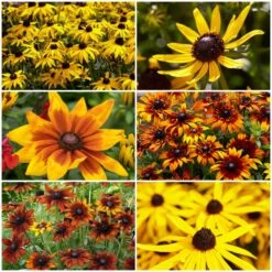 Ultimate Rudbeckia Collection