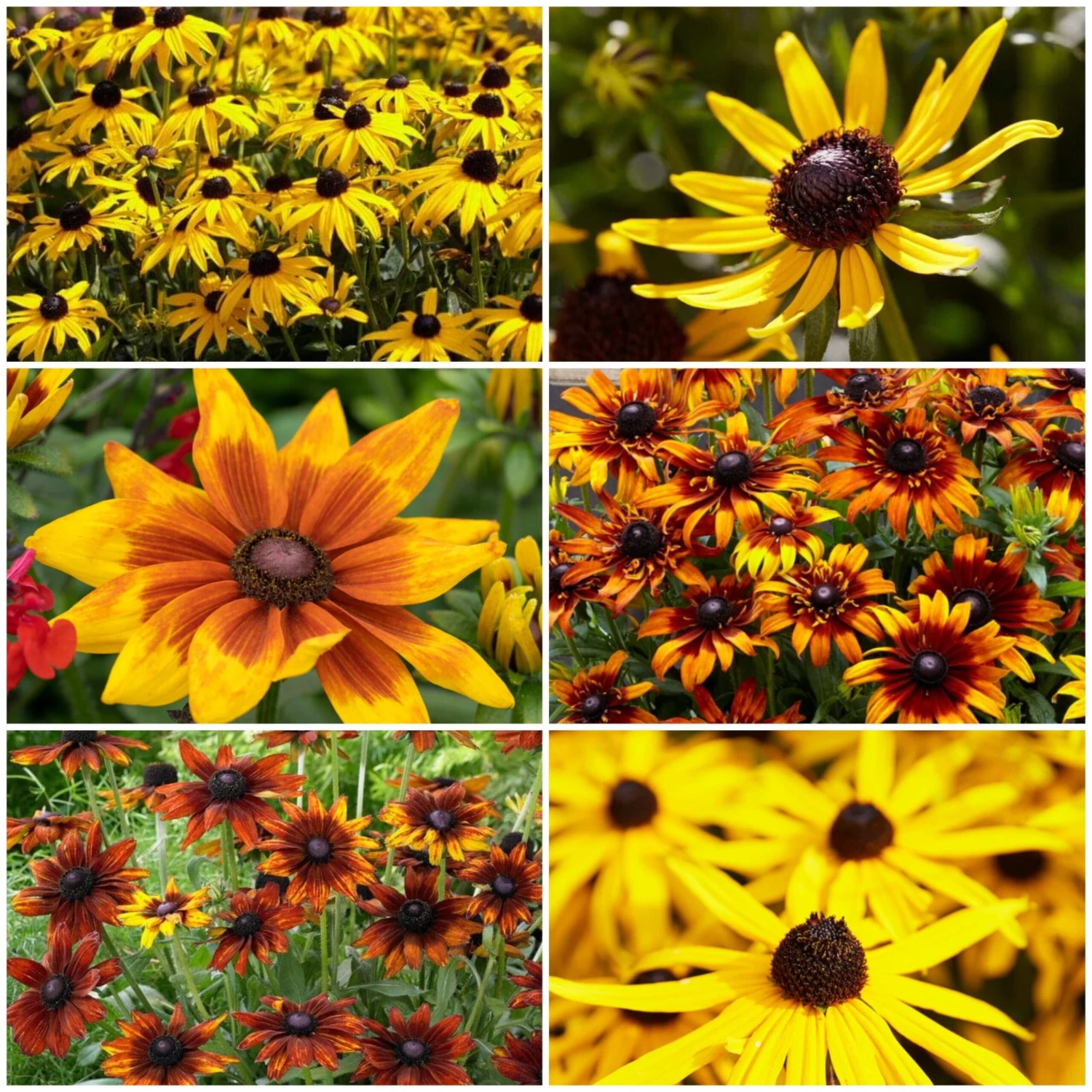 Ultimate Rudbeckia Collection 3 Ultimate Rudbeckia Collection