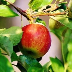 Best Apple Trees For Any Purpose | Growers' Choice 12 Best Apple Trees For Any Purpose | Growers' Choice -Soft Fruit Paradise scrumptiousapple b3f96318 f1b6 418c 9d63 d2d1a806f6cb