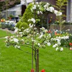 Scrumptious® Apple Tree 13 Scrumptious® Apple Tree -Soft Fruit Paradise scrumptiousblossom