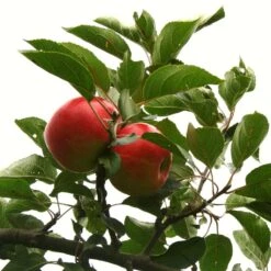 Scrumptious® Apple Tree 16 Scrumptious® Apple Tree -Soft Fruit Paradise scrumptiousontree