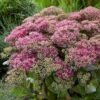 Sedum 'Class Act' -Soft Fruit Paradise sedumCA 1 9f935fe5 7f7d 4cce 9672 f0555ac51255