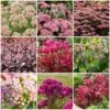 Ultimate Sedum Collection 2 Ultimate Sedum Collection -Soft Fruit Paradise sedumcollection 1 331e32bd 5c38 4275 8e66 079ad3776041