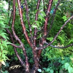 Multi Stem Tibetan Cherry Tree | Prunus Serrula 9 Multi Stem Tibetan Cherry Tree | Prunus Serrula -Soft Fruit Paradise serrula multstem