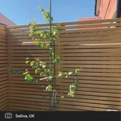 Silver Birch Tree | Betula Pendula -Soft Fruit Paradise silver birch ugc