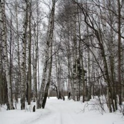 Silver Birch Tree | Betula Pendula -Soft Fruit Paradise silverbirch3