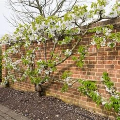 Sunburst Cherry Tree 15 Sunburst Cherry Tree -Soft Fruit Paradise sunburstfantrained