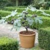 UK Hardy Fig Tree | 'Brown Turkey' 2 UK Hardy Fig Tree | 'Brown Turkey' -Soft Fruit Paradise turnkey brown fig
