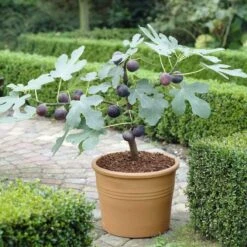 The 3 Best Fruits To Grow In Pots | Nectarine, Fig & Blueberry 11 The 3 Best Fruits To Grow In Pots | Nectarine, Fig & Blueberry -Soft Fruit Paradise turnkey brown fig de6d1d23 89b0 44cf 8746 f13eb9b3e648