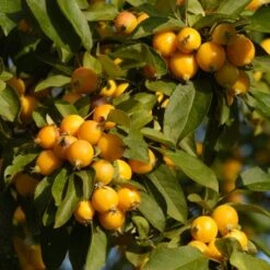'Golden Hornet' Crabapple Tree 9 'Golden Hornet' Crabapple Tree -Soft Fruit Paradise unnamed 3