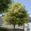 Variegated Norway Maple Tree | Acer Platanoides 'Drummondii' 1 Variegated Norway Maple Tree | Acer Platanoides 'Drummondii' -Soft Fruit Paradise vami08289