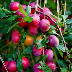 The 3 Top Performing Fruit Trees To Grow In The UK | Apple, Pear & Plum -Soft Fruit Paradise victoria plum tree 2 6a6ffe5f 3f01 456a 914a 199eaacd020f