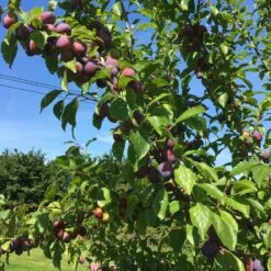 Victoria Plum Tree 16 Victoria Plum Tree -Soft Fruit Paradise victoriaplumbranch