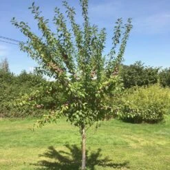 Victoria Plum Tree 15 Victoria Plum Tree -Soft Fruit Paradise victoriaplumyoungtree 1