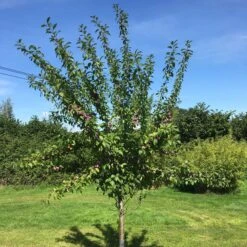 3 Super Easy To Grow Fruit Trees | Apple, Fig & Plum 16 3 Super Easy To Grow Fruit Trees | Apple, Fig & Plum -Soft Fruit Paradise victoriaplumyoungtree 374b3197 2b25 4629 951c 4dbfc0e4e568