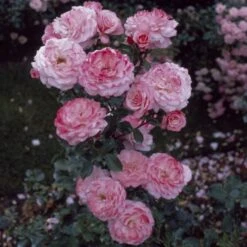 'Sexy Rexy' Floribunda Rose 8 'Sexy Rexy' Floribunda Rose -Soft Fruit Paradise vima05159 sexy rexy