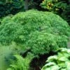 Green Weeping Japanese Maple Tree | Acer Palmatum 'Dissectum Viride' -Soft Fruit Paradise viride 1