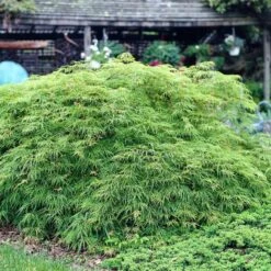 Green Weeping Japanese Maple Tree | Acer Palmatum 'Dissectum Viride' 7 Green Weeping Japanese Maple Tree | Acer Palmatum 'Dissectum Viride' -Soft Fruit Paradise viride 3