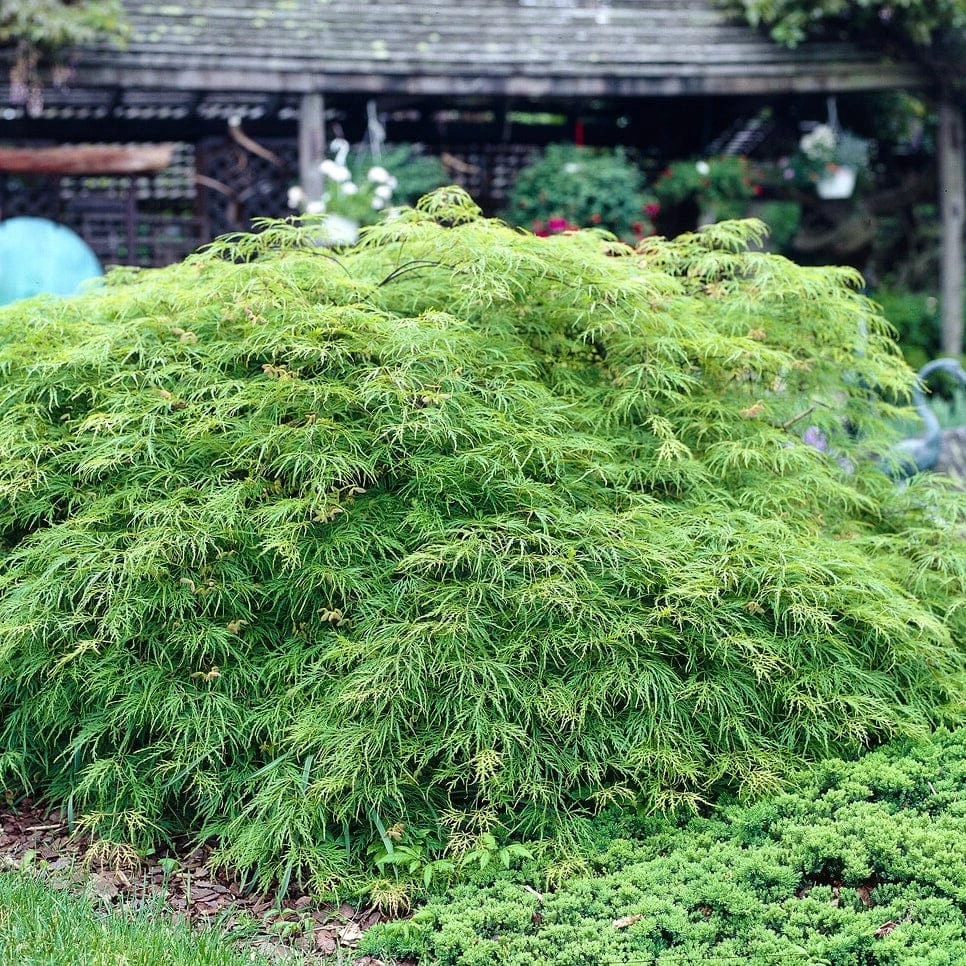 Green Weeping Japanese Maple Tree | Acer Palmatum 'Dissectum Viride' 5 Green Weeping Japanese Maple Tree | Acer Palmatum 'Dissectum Viride' - Image 3