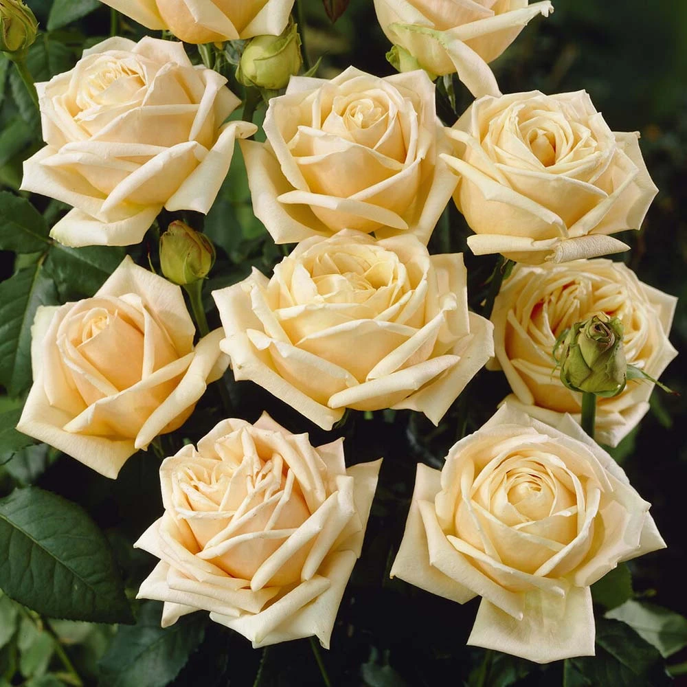 'Diamond Jubilee' Hybrid Tea Rose 3 'Diamond Jubilee' Hybrid Tea Rose