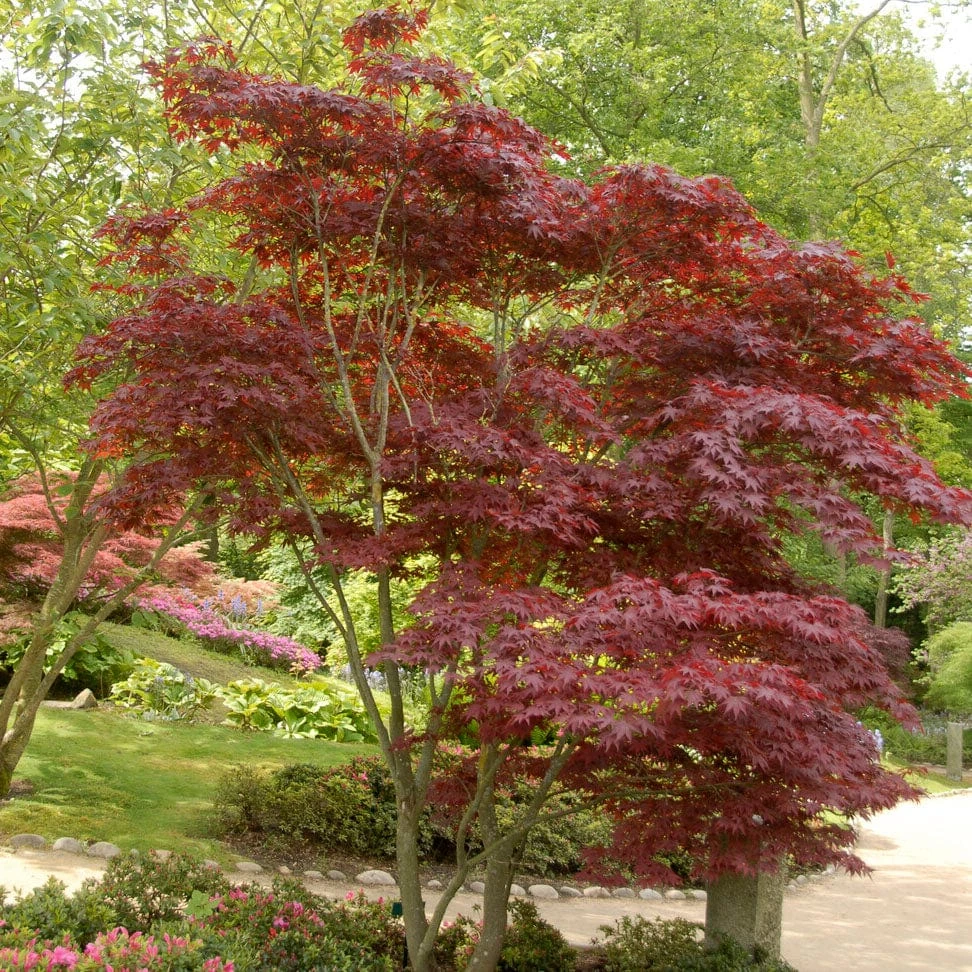 Red Japanese Maple Tree | Acer Palmatum 'Red Emperor' 4 Red Japanese Maple Tree | Acer Palmatum 'Red Emperor' - Image 2