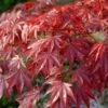 Red Japanese Maple Tree | Acer Palmatum 'Red Emperor' 2 Red Japanese Maple Tree | Acer Palmatum 'Red Emperor' -Soft Fruit Paradise visi108671