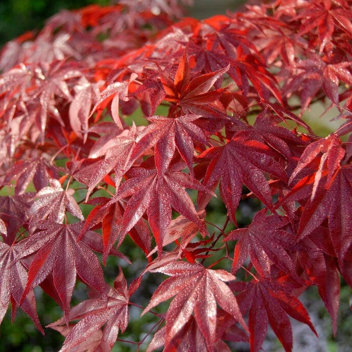 Red Japanese Maple Tree | Acer Palmatum 'Red Emperor' 3 Red Japanese Maple Tree | Acer Palmatum 'Red Emperor'