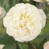 'Joie De Vivre' Floribunda Rose 2 'Joie De Vivre' Floribunda Rose -Soft Fruit Paradise visi116095 joie de vivre