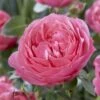 'Flora Colonia' Shrub Rose 2 'Flora Colonia' Shrub Rose -Soft Fruit Paradise visi116236 flora colonia