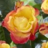 'Little Sunset' Patio Shrub Rose 2 'Little Sunset' Patio Shrub Rose -Soft Fruit Paradise visi116299 little sunset