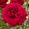 'Lucky Stars' Patio Shrub Rose 1 'Lucky Stars' Patio Shrub Rose -Soft Fruit Paradise visi116453 lucky stars
