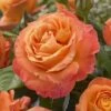 'Phoenix' Floribunda Rose 1 'Phoenix' Floribunda Rose -Soft Fruit Paradise visi116536 phoenix