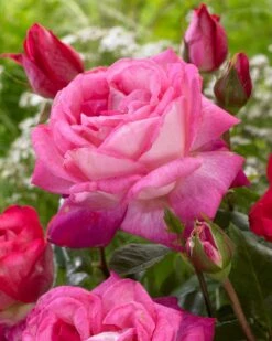 'Patio Hit Dafne' Patio Shrub Rose -Soft Fruit Paradise visi116548 dafne