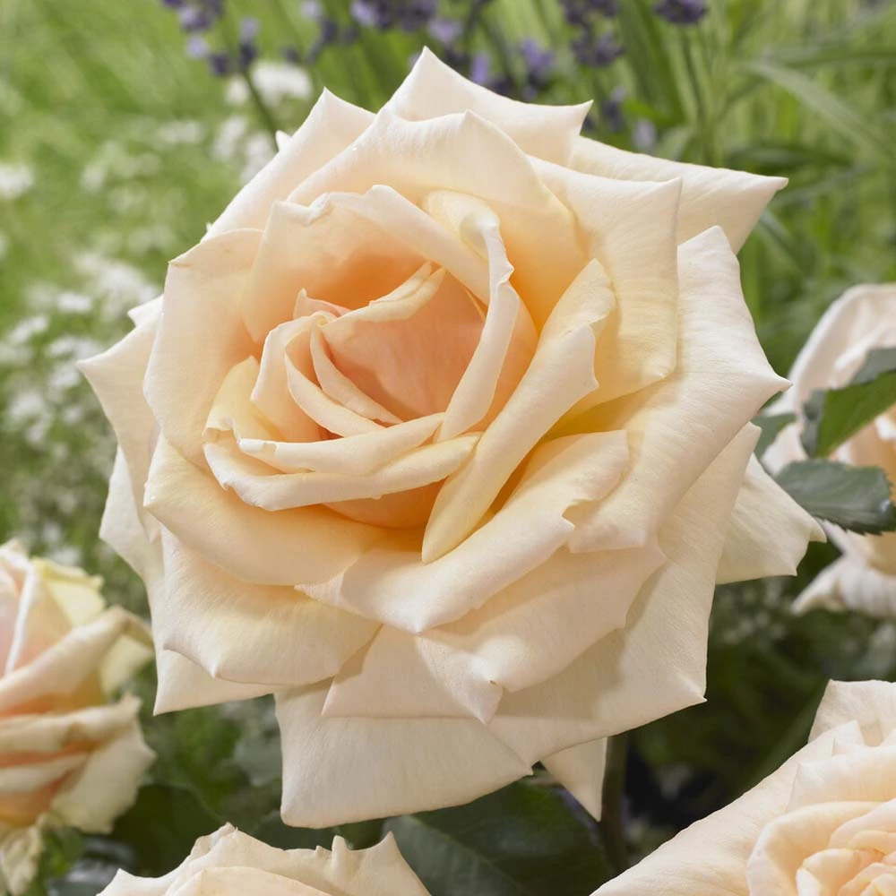 'Diamond Jubilee' Hybrid Tea Rose 4 'Diamond Jubilee' Hybrid Tea Rose - Image 2